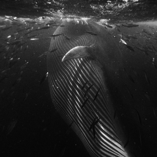 Pardon the Interruption - Photography Winner