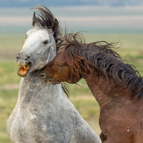MUSE Photography Awards Gold Winner - Wild and Free by Jacqueline G Harris