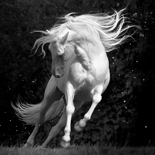 Silver Dancer