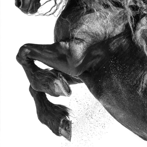 True Grit