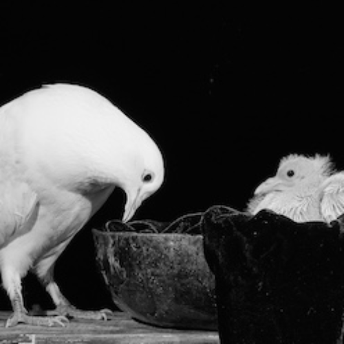 MUSE Photography Awards Silver Winner - Motherhood by Tailai OBrien