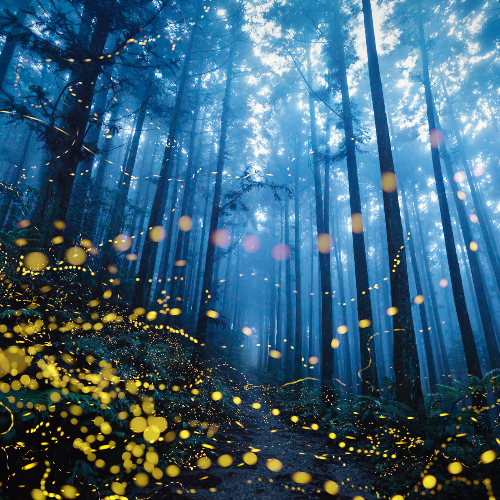 Dreamy firefly - Photography Winner