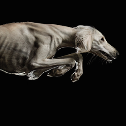 MUSE Photography Awards Gold Winner - Stop your Motion by Jacqueline Ruediger
