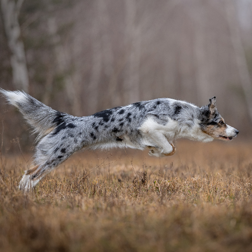 MUSE Photography Awards Gold Winner - Run-Run by Lucia Drietomská