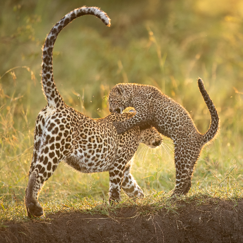Wild Tender Tales