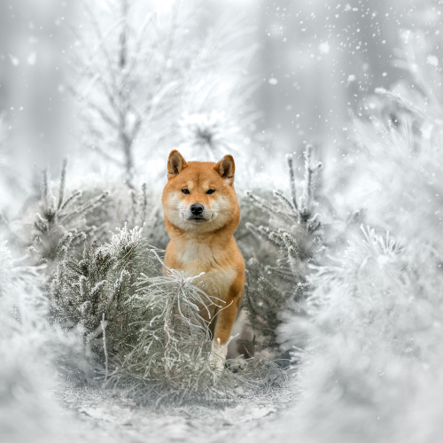 Winter's Soul