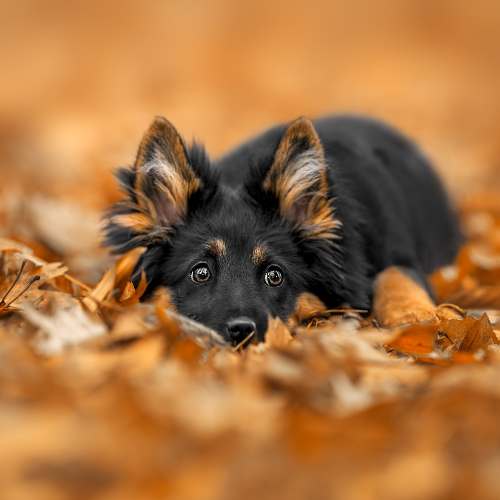 Autumn Hideaway
