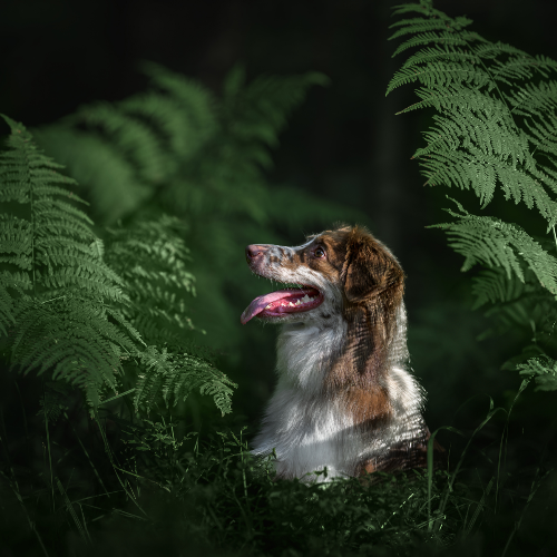Whisper of the Wild