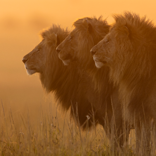 MUSE Photography Awards Gold Winner - Three In one by Girish Jamadagni