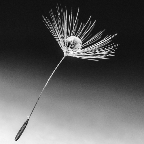 MUSE Photography Awards Gold Winner - Source of life by IzumiOsaragi