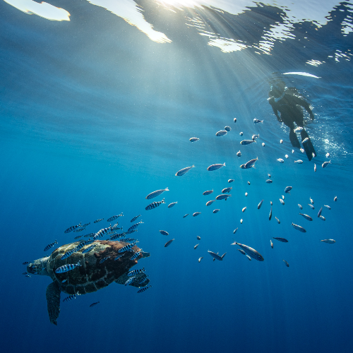 Ocean farewell: a turtle’s graceful goodbye