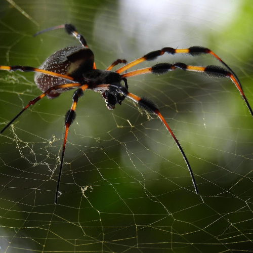 MUSE Photography Awards Platinum Winner - A Big Spider by Dawn Renee Darnell