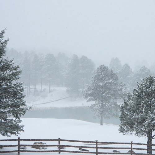 MUSE Photography Awards Gold Winner - A Snowy Day by Dawn Renee Darnell