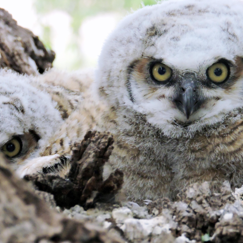 MUSE Photography Awards Gold Winner - Baby Owls by Dawn Renee Darnell