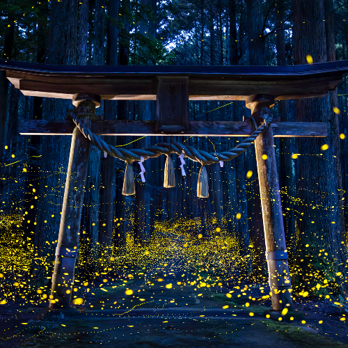 MUSE Photography Awards Platinum Winner - Luminous Elf by Shirley Wung