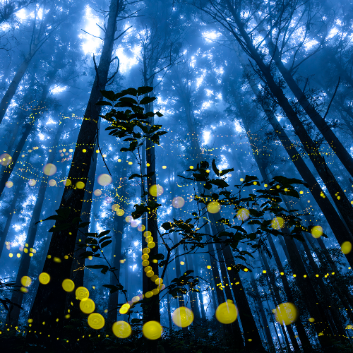 MUSE Photography Awards Platinum Winner - Midsummer night firefly by Shirley Wung