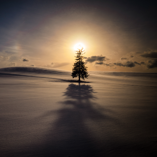 Christmas tree