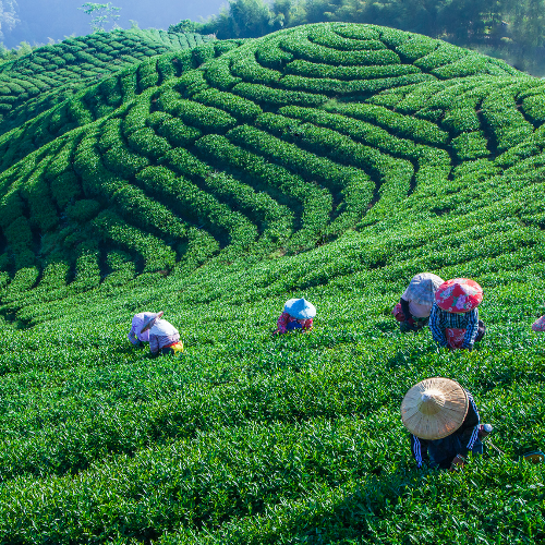 MUSE Photography Awards Gold Winner - Early morning tea picking by Shang Yao Yuan