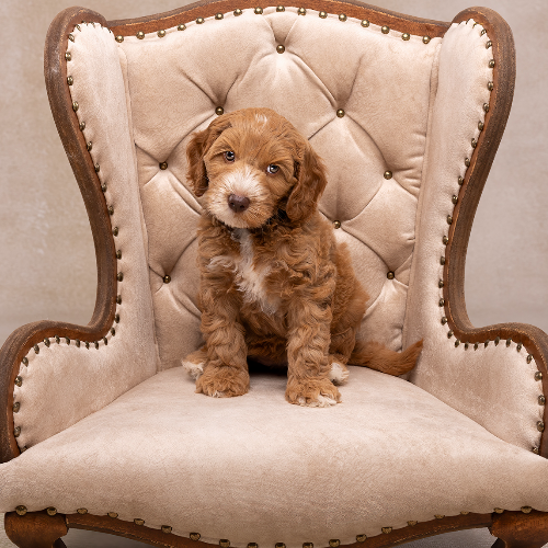 Cute As A Button