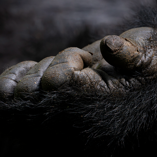 Hard Life Hand