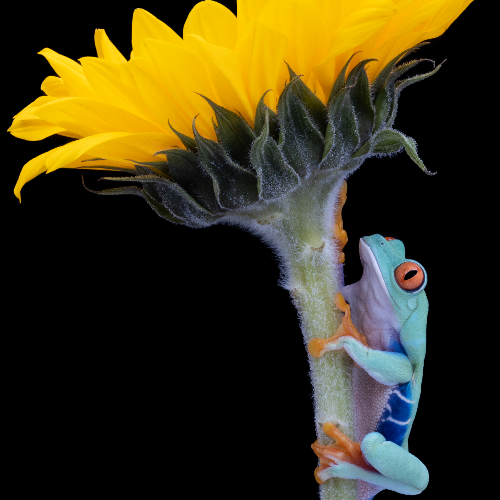Climbing To The Sun