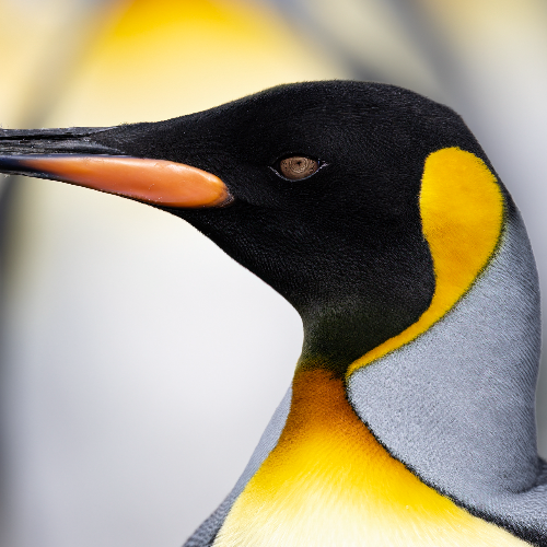 King Penguin