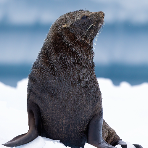 Isolation on the Ice