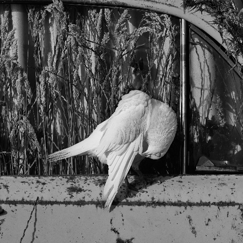 MUSE Photography Awards Gold Winner - Car Aesthetic by Tailai OBrien