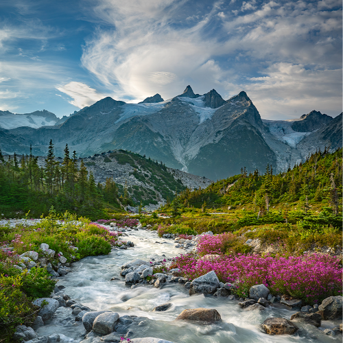 Petals and Peaks