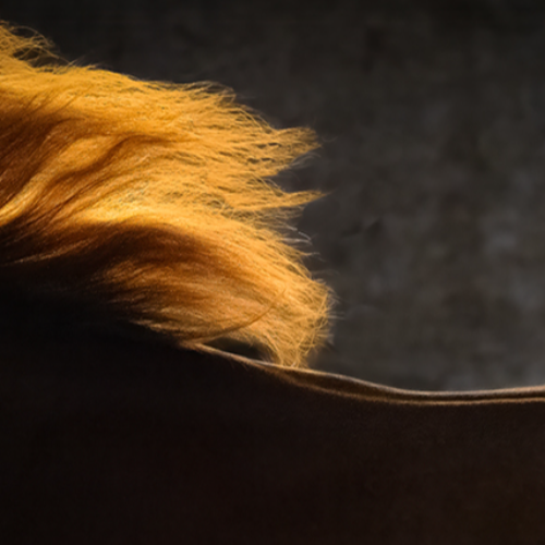 Swift Elegance - Photography Winner