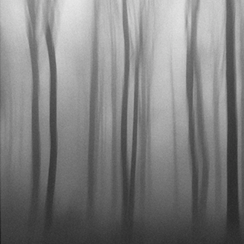 Forest in fog.
