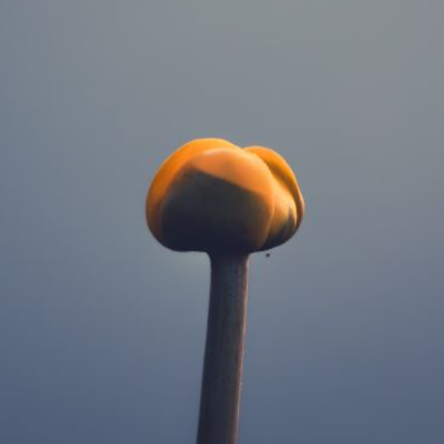 Award-winning photograph The Watcher by Kateryna Mohyl, 2026 MUSE Photography Awards Platinum Winner