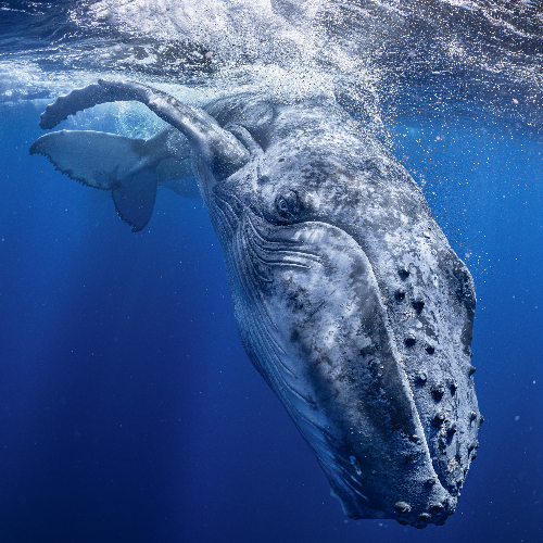 Award-winning photograph THE SEA IS WATCHING YOU by RINTARO UKON, 2026 MUSE Photography Awards Platinum Winner
