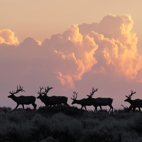 Award-winning photograph Bull Train by Michael Paul, 2026 MUSE Photography Awards Platinum Winner