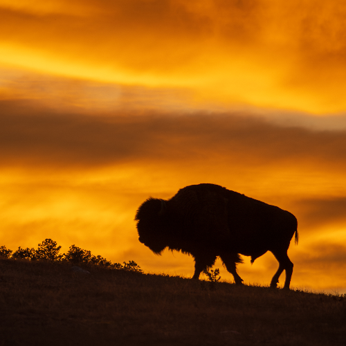 Award-winning photograph Keystone Species by Denneen Peterson, 2026 MUSE Photography Awards Gold Winner