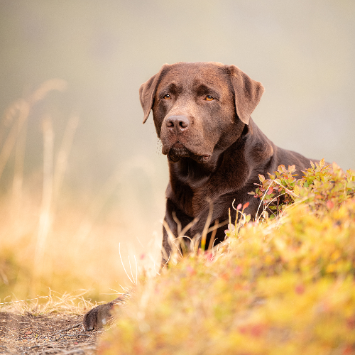 Award-winning photograph A quiet moment in the warm autumn light by Sarah Bellwald, 2026 MUSE Photography Awards Gold Winner