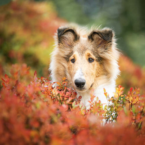 Award-winning photograph Golden Collie in a sea of red leaves by Sarah Bellwald, 2026 MUSE Photography Awards Gold Winner