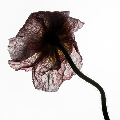 Award-winning photograph No botox required by Andrea Francolini, 2026 MUSE Photography Awards Gold Winner