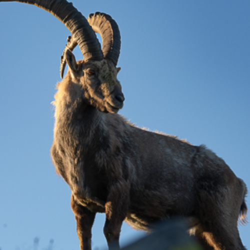 Award-winning photograph Crowned by the Alps by Ariane Totzke, 2026 MUSE Photography Awards Platinum Winner