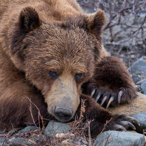 Award-winning photograph Under supervision by Ariane Totzke, 2026 MUSE Photography Awards Gold Winner