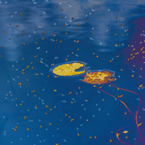 Award-winning photograph Echo of light by August Langhout, 2026 MUSE Photography Awards Gold Winner