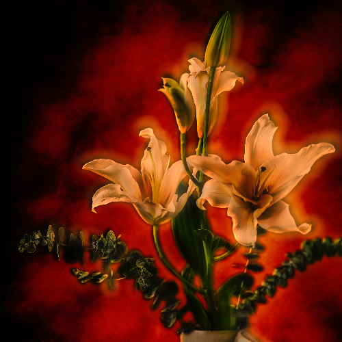 Award-winning photograph Blossoms in the Red Silence by Hridgandhaa G Mistry, 2026 MUSE Photography Awards Silver Winner