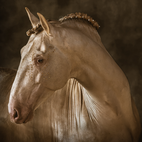 Award-winning photograph Aureate by Leslie Robins, 2026 MUSE Photography Awards Platinum Winner