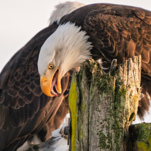 Award-winning photograph Protecting Their Lunch by Ernie Hayden, 2026 MUSE Photography Awards Gold Winner