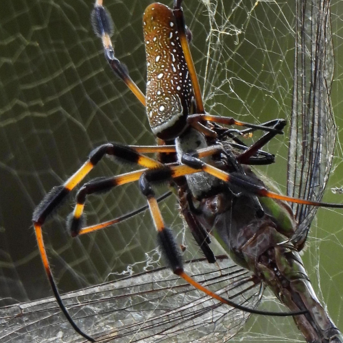 Award-winning photograph Spider's Dinner by Dawn Renee Darnell, 2026 MUSE Photography Awards Gold Winner