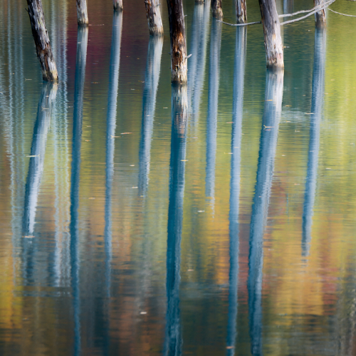 Award-winning photograph Intermingling Autumn Hues by Susumu Inoue, 2026 MUSE Photography Awards Silver Winner