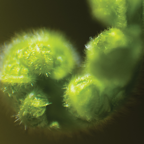 Award-winning photograph Sublimity In Focus by Wei-Chen Lou, 2026 MUSE Photography Awards Platinum Winner