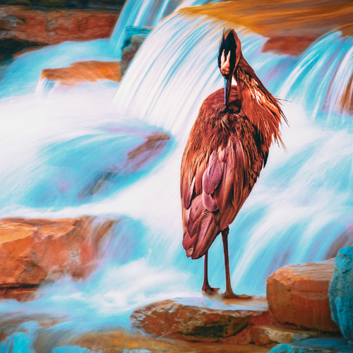 Award-winning photograph Poise by Kylo-Patrick Hart, 2026 MUSE Photography Awards Gold Winner