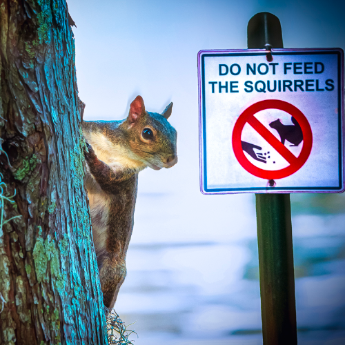 Award-winning photograph Scheming by Kylo-Patrick Hart, 2026 MUSE Photography Awards Silver Winner