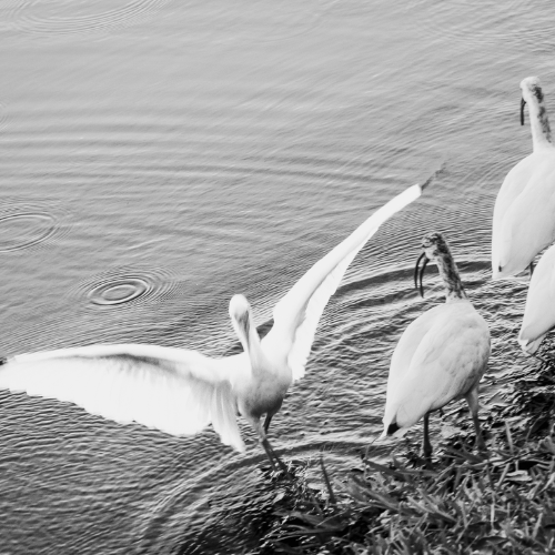 Award-winning photograph Take a Bow by Kylo-Patrick Hart, 2026 MUSE Photography Awards Silver Winner